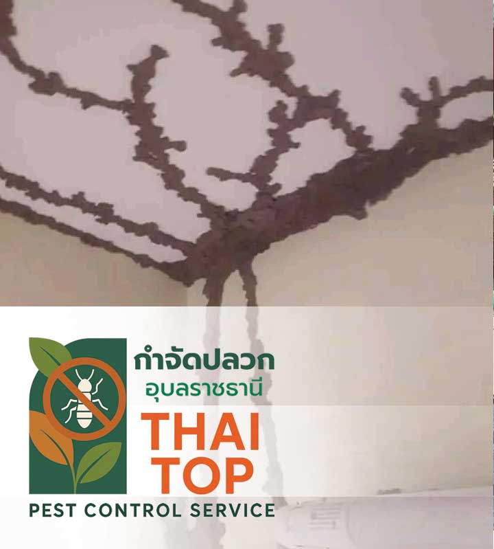 บริการติดตั้งระบบเหยื่อล่อปลวก